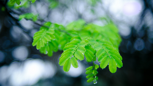 班主任心路：春风化雨，润物无声